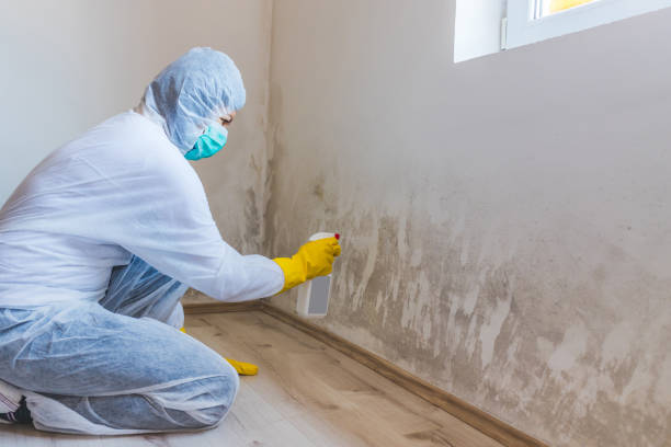 Licensed Black Mold Removal service in Medina, WA - WQB Mold Removal